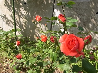 a0258087_753598.jpg