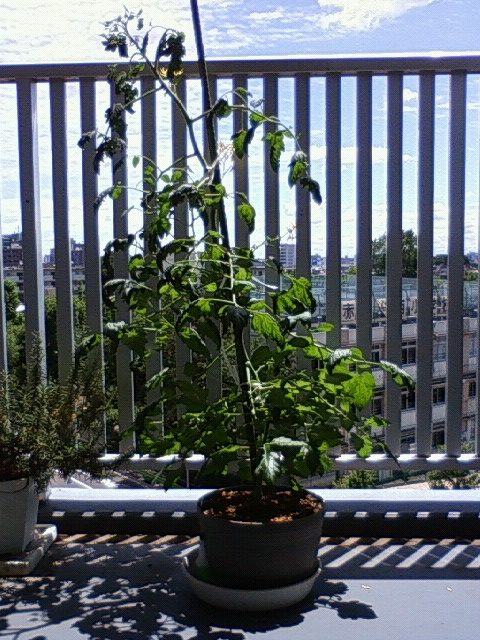 f0018790_9163246.jpg