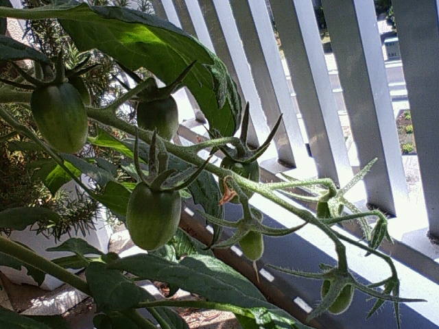 f0018790_917371.jpg