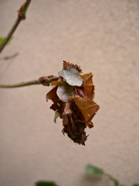 a0199297_14333926.jpg