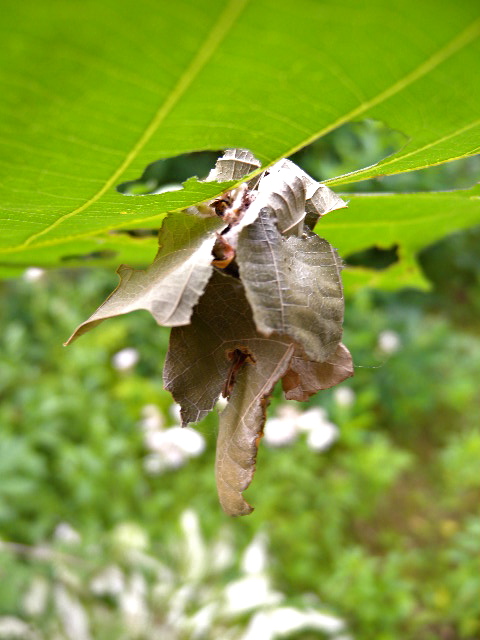 a0199297_14343255.jpg