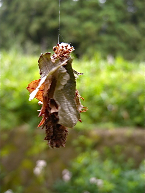 a0199297_14345028.jpg