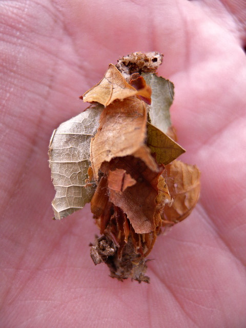 a0199297_1436666.jpg