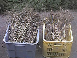 f0151099_6581128.jpg