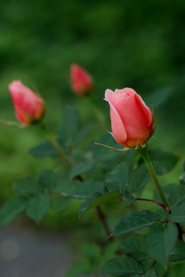 f0041606_20255096.jpg