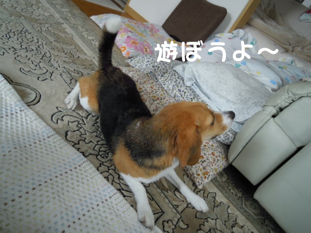 c0166622_16374028.jpg