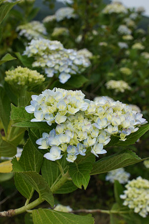 f0007926_12522319.jpg