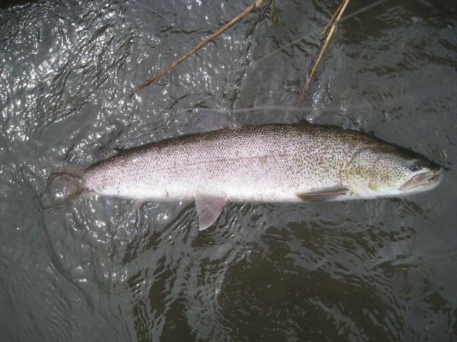 b0145733_20401332.jpg