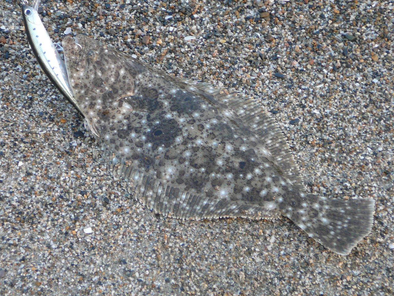 c0194535_1353260.jpg