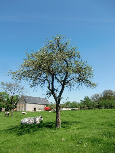 e0165037_8183797.jpg