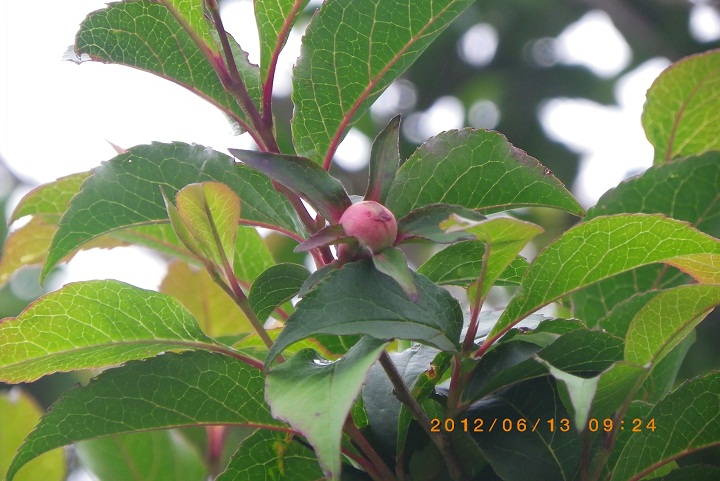 f0016066_15505634.jpg