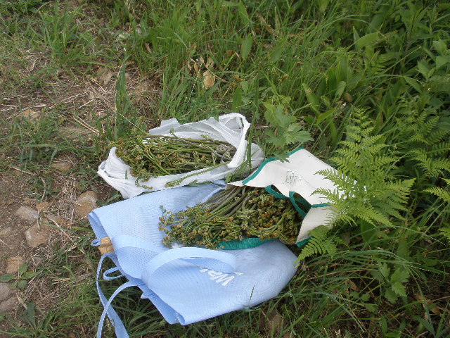 d0150967_137470.jpg