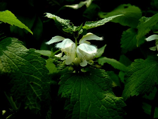 d0084473_22155052.jpg