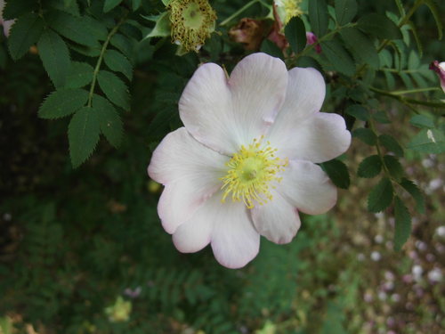 e0004173_8115694.jpg