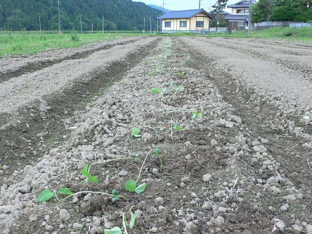 b0042882_2156510.jpg