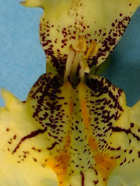e0145782_1974861.jpg