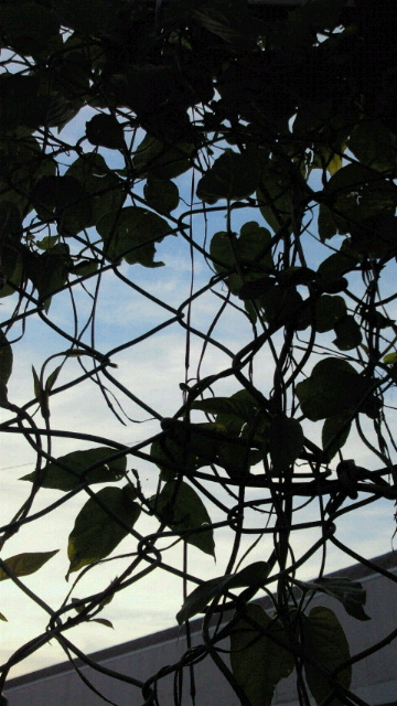 e0086286_21132672.jpg