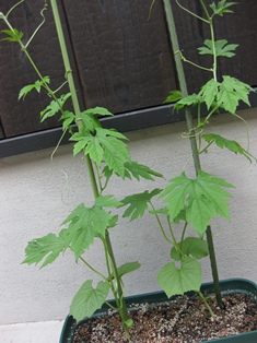 c0155198_17534637.jpg