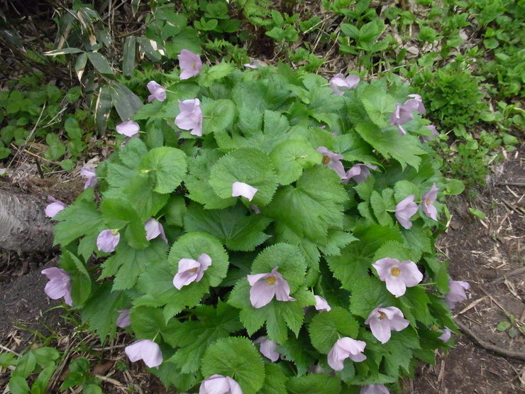 f0157901_20082.jpg