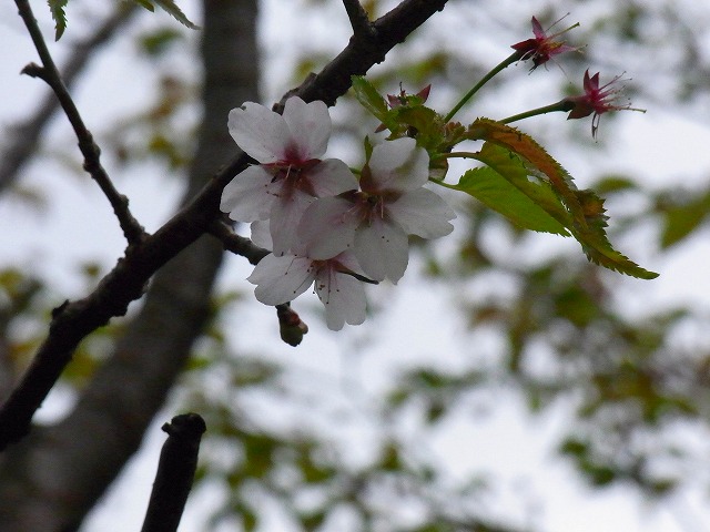 f0157901_202190.jpg