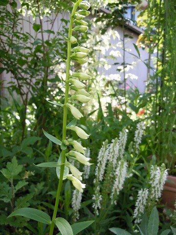 c0117007_23332181.jpg