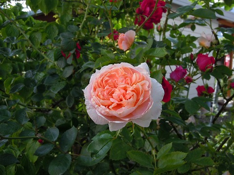 c0117007_2352593.jpg