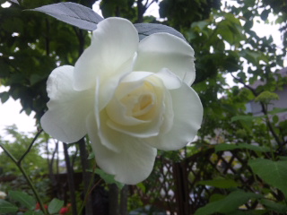 c0060308_1342283.jpg