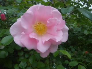 c0060308_1342491.jpg