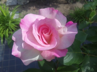 c0060308_149918.jpg