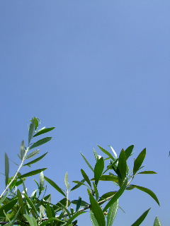 e0136420_2531140.jpg