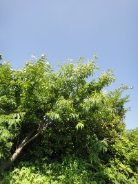 c0189724_1420386.jpg