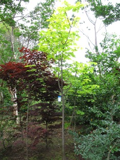 c0127058_1624228.jpg