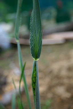 b0079965_2053256.jpg