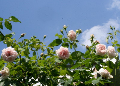 e0154682_2228532.jpg