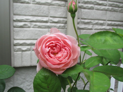 e0243306_2343045.jpg