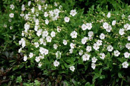 f0041606_19424712.jpg