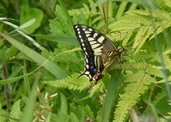 c0042418_884534.jpg