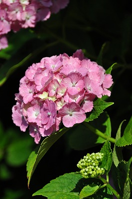 d0070920_1432012.jpg