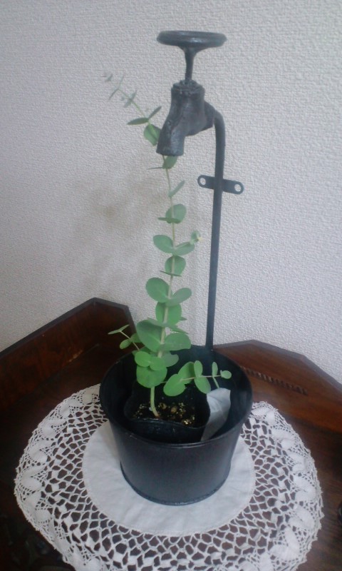 e0050324_20121722.jpg