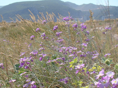 a0103335_4455221.jpg
