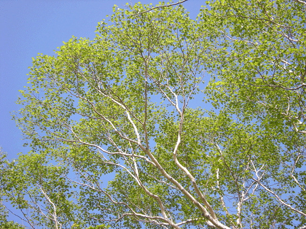 a0001354_2265475.gif