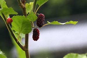 d0244960_19363073.jpg