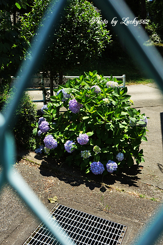 e0002371_21162264.jpg
