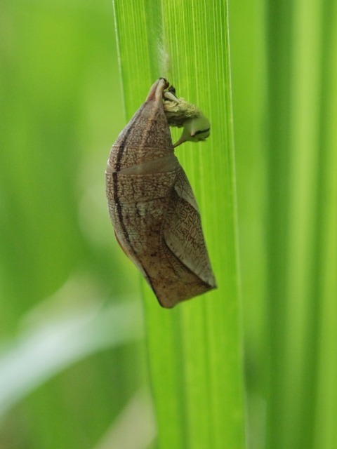b0194593_0444758.jpg