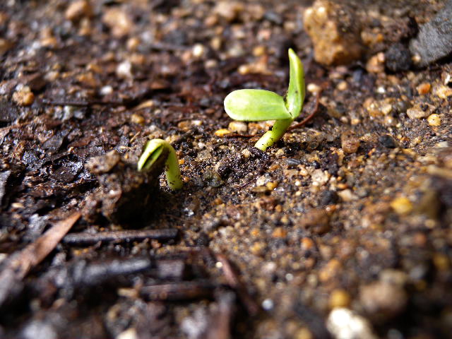 a0199297_166303.jpg