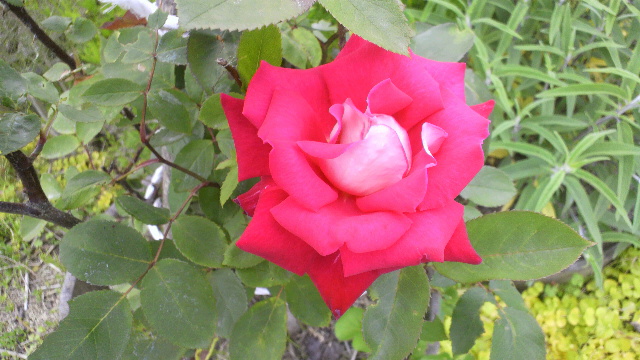 b0035611_21432919.jpg