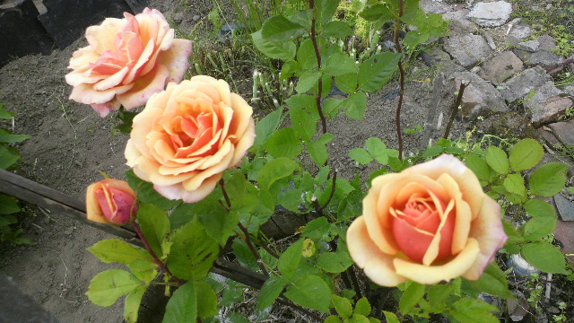 b0035611_21432929.jpg