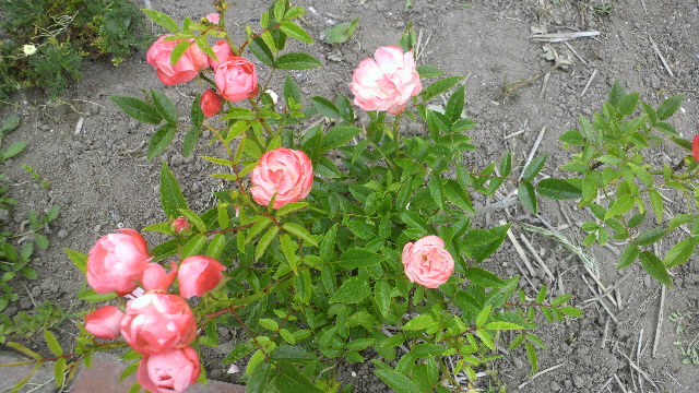 b0035611_21432960.jpg