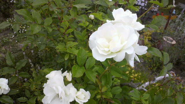 b0035611_21432999.jpg