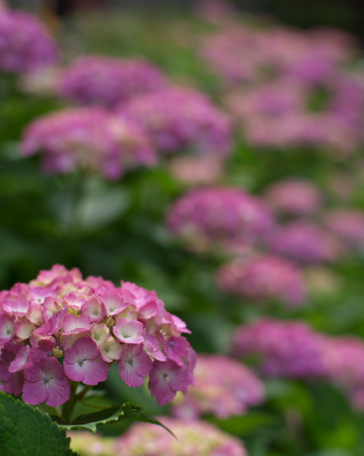 a0253730_2059100.jpg